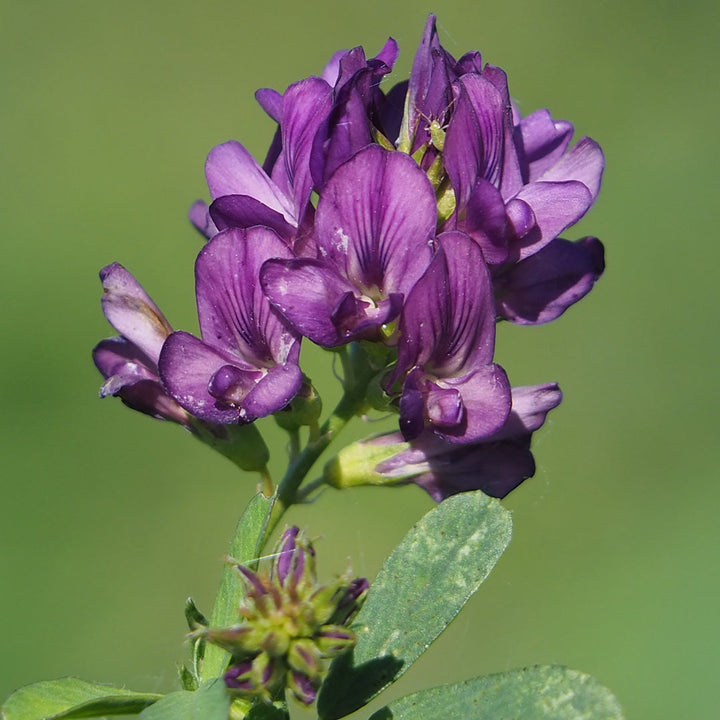 Alfalfa