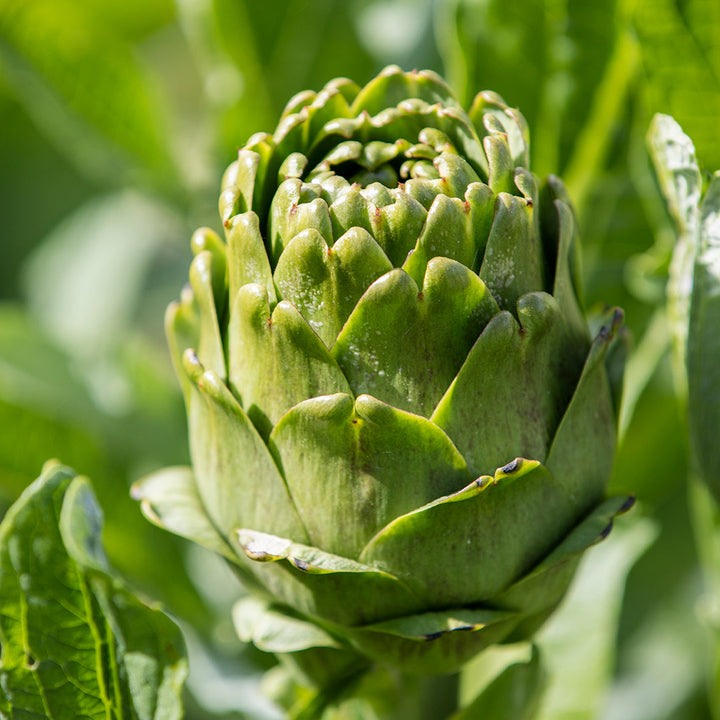 Artichoke