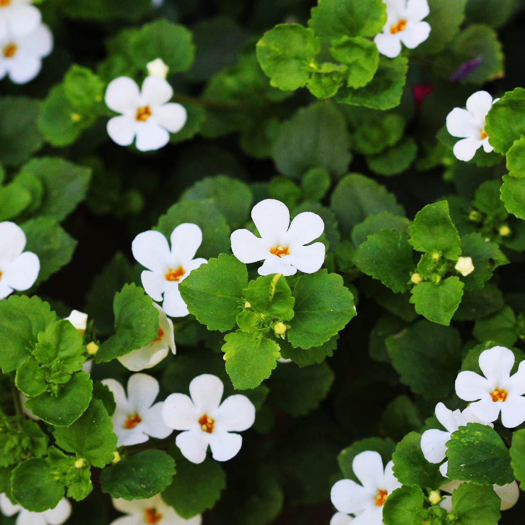 BacoMind® Bacopa Monnieri Extract