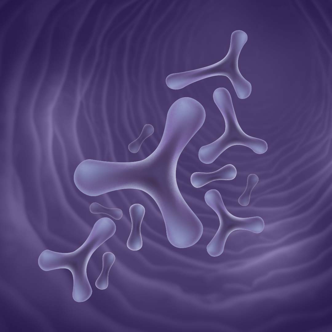 Bifidobacterium lactis