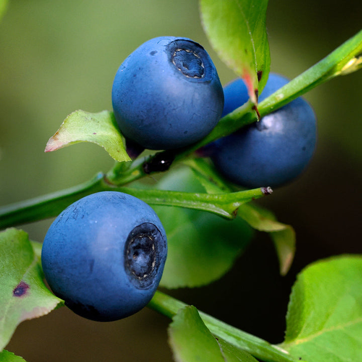 Bilberry