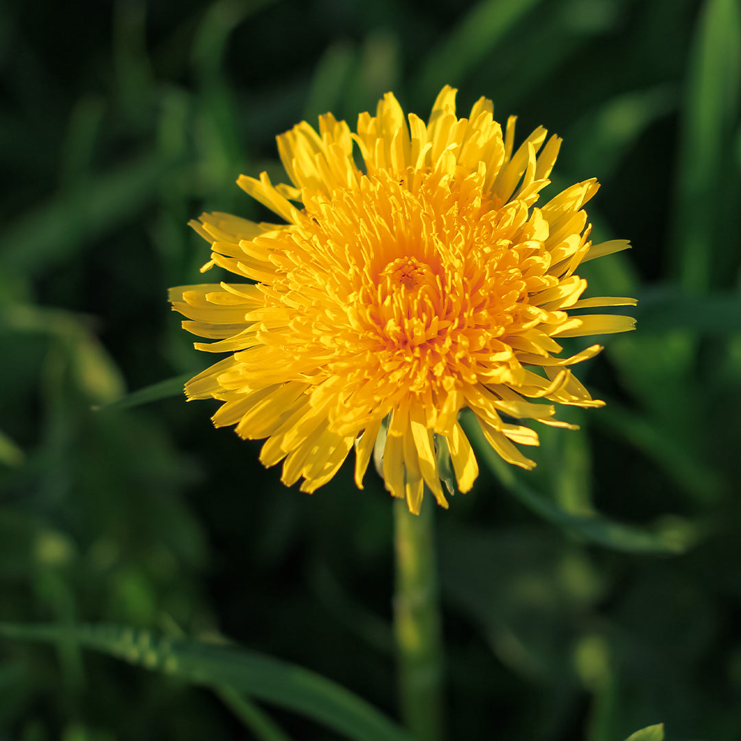 Dandelion (Taraxacum Officianale) Root / Dandelion (Taraxacum Officianale) Leaf