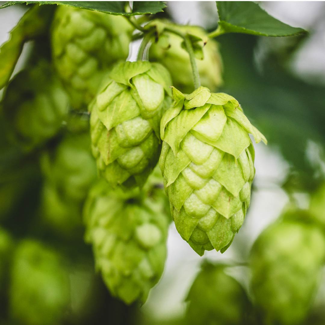 Hops Extract