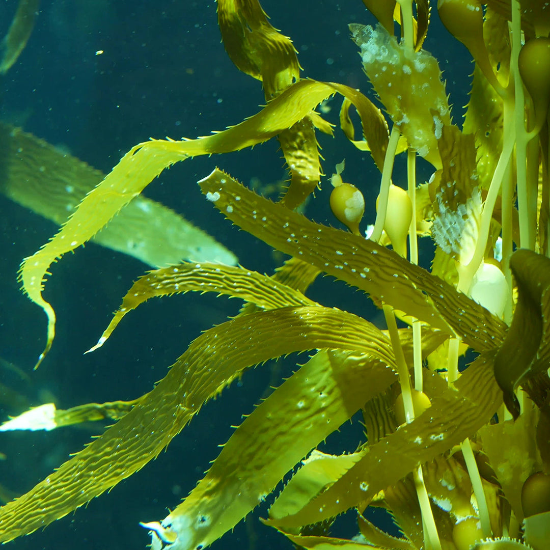 Kelp