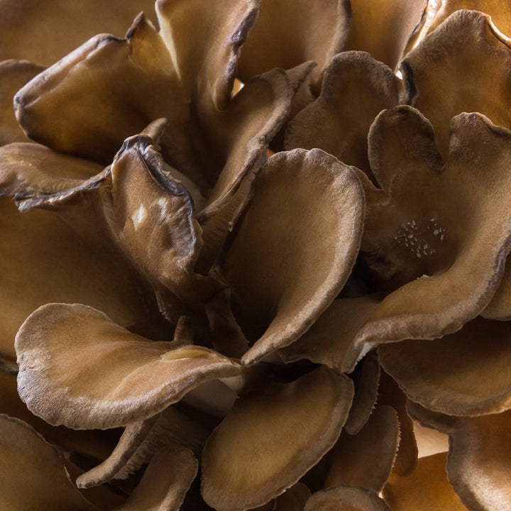 Maitake Mushroom (Grifola Frondosa)