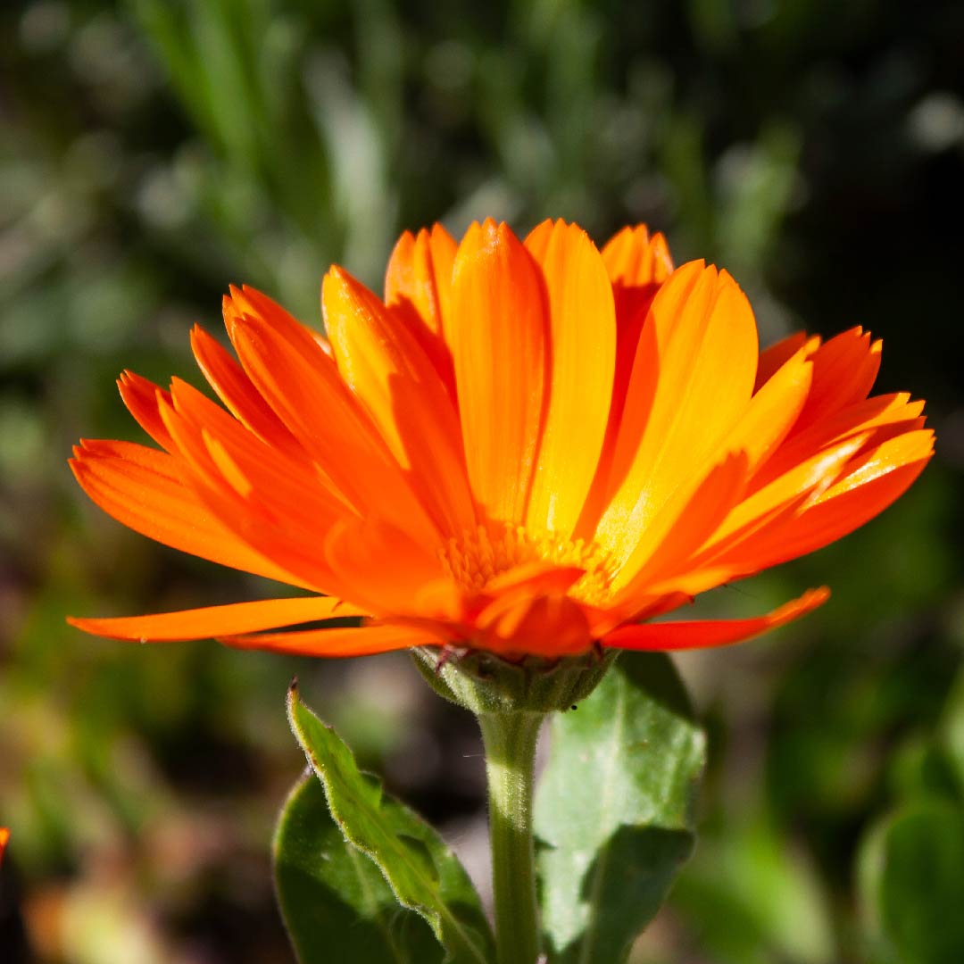 Marigold Extract (Lycored Lutein, Meso-Zeaxanthin & Zeaxanthin)