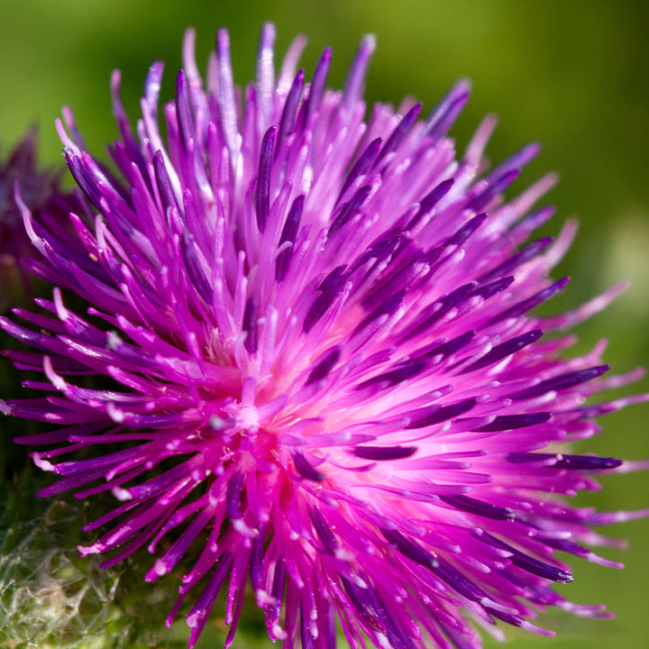 Milk Thistle Seed Extract