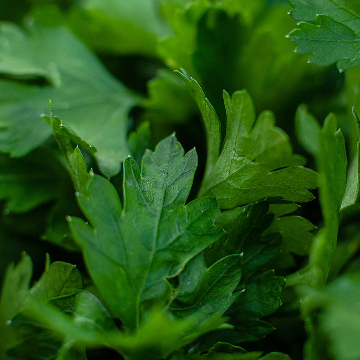 Parsley