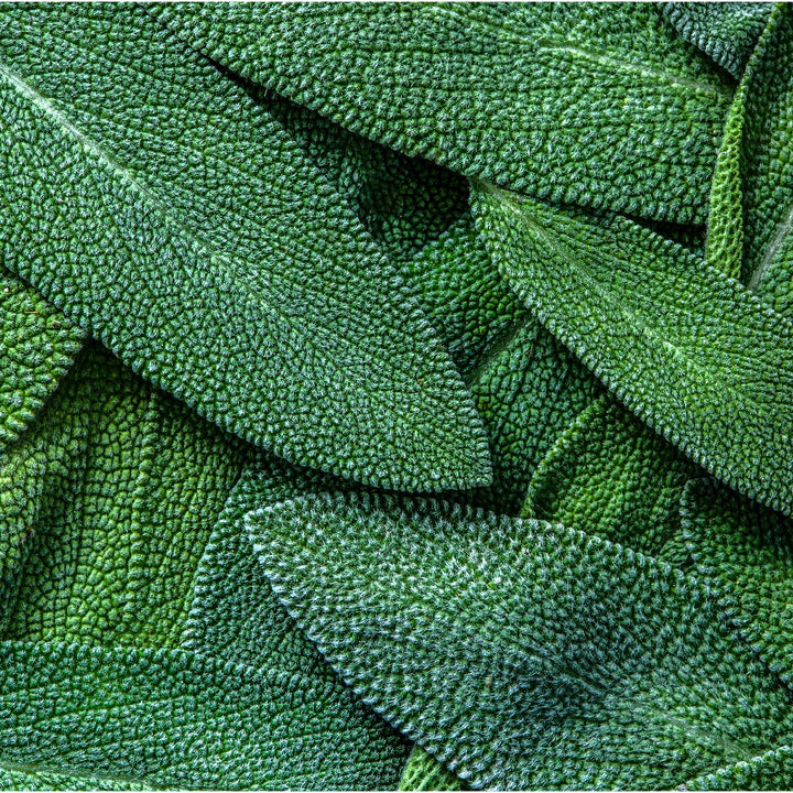 Sage Leaf Extract