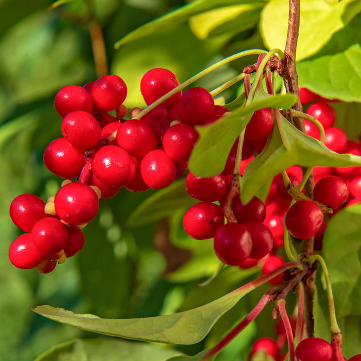 Schisandra