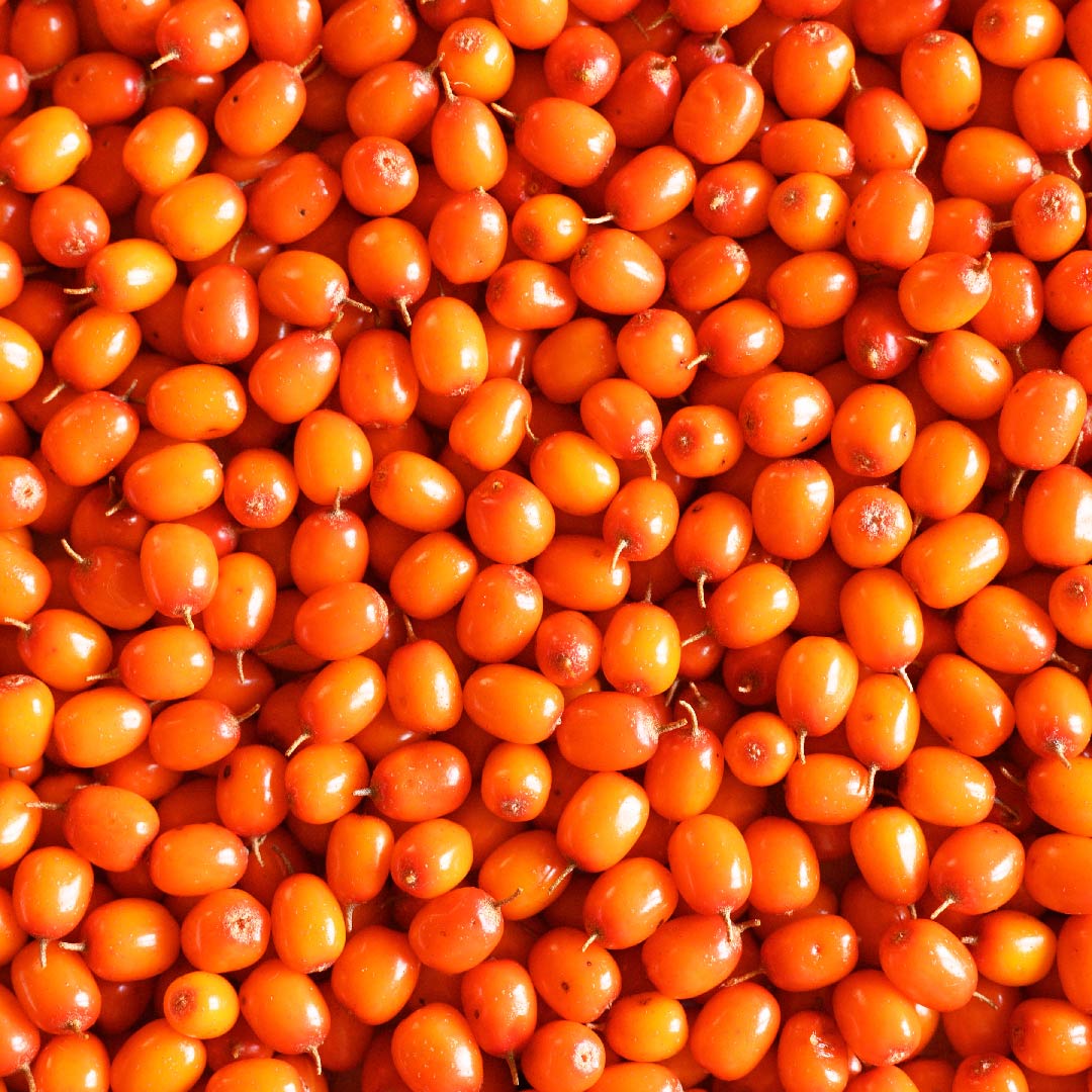 Sea Buckthorn