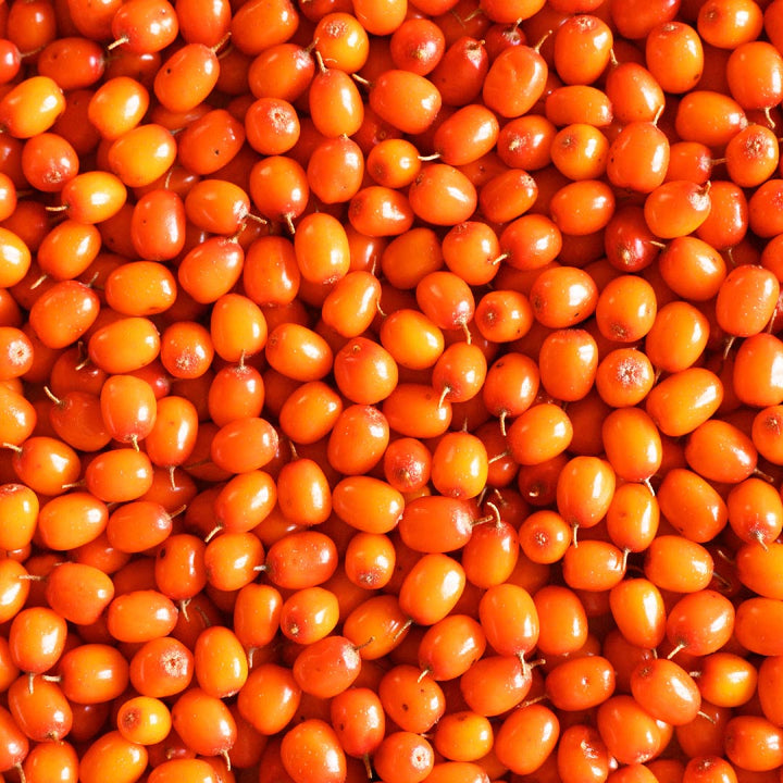 Sea Buckthorn