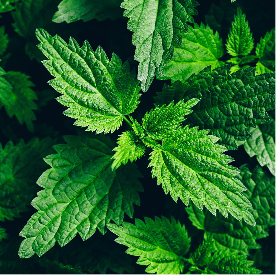 Stinging Nettle