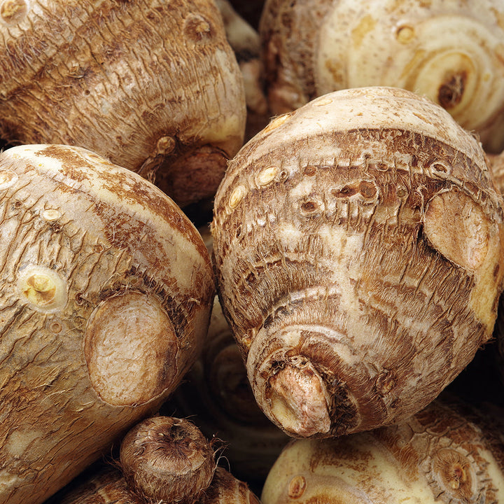 Wild Yam