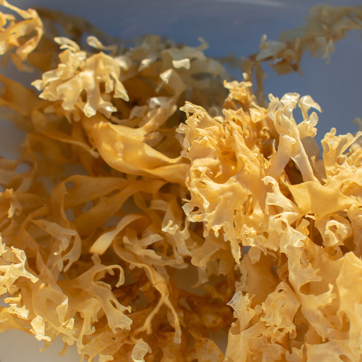 Sea Moss