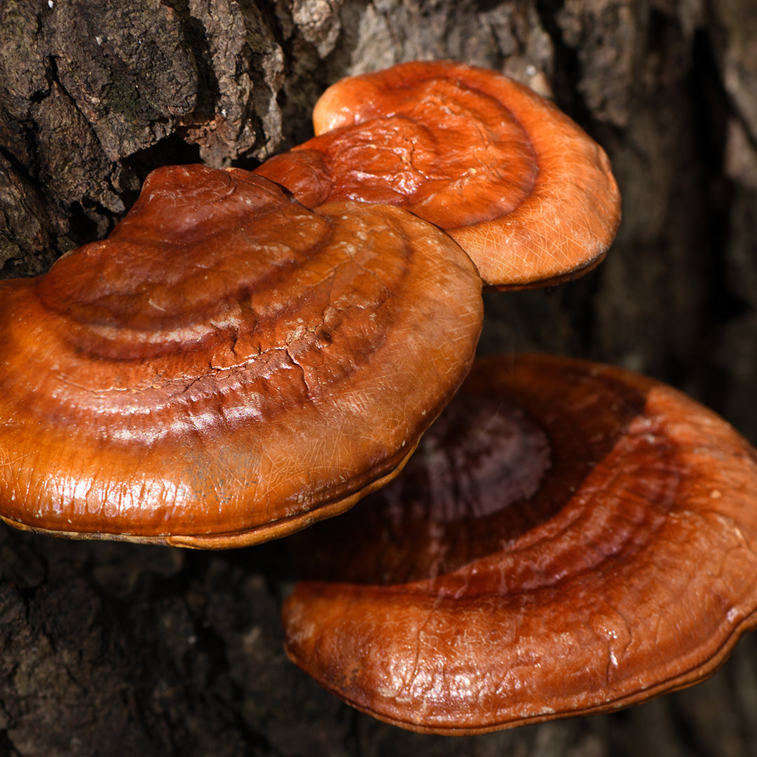 Reishi Mushroom