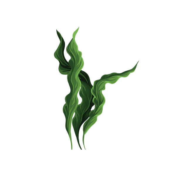 Spirulina